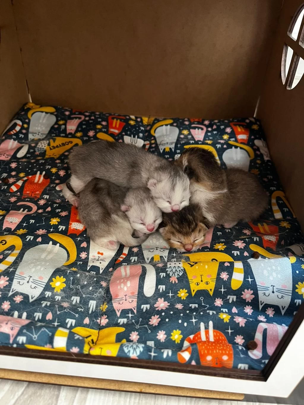 4 Tane Yavru British Shorthair 2 Silver 2 Golden