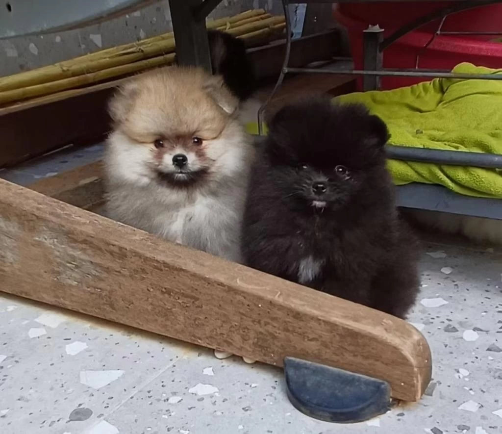 Pomeranian Boo Tea Cup Garantili