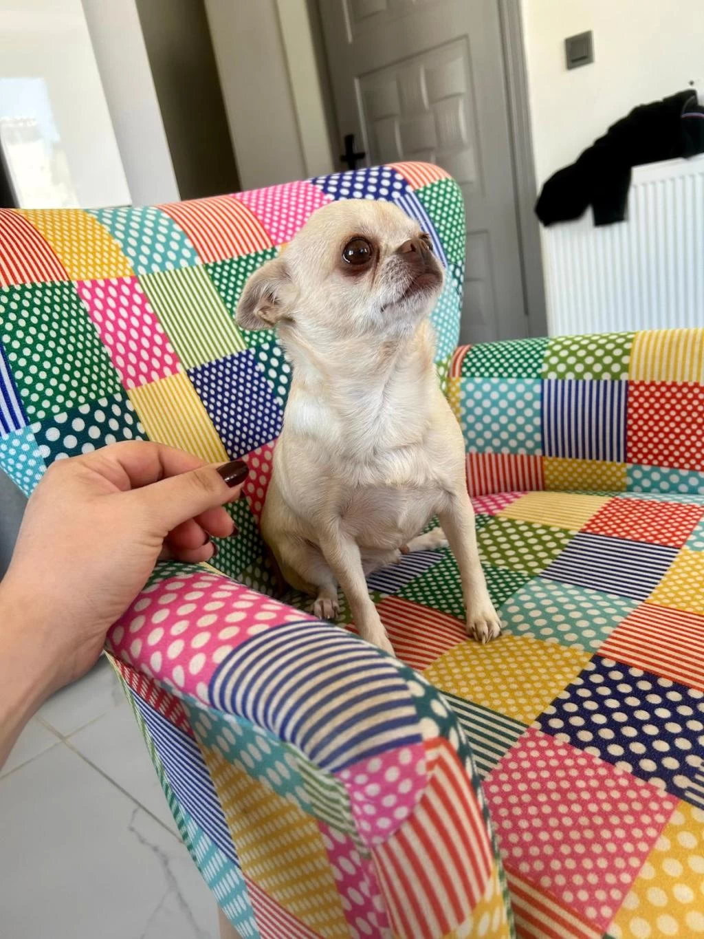 Eğitimli Şecereli Yetişkin Chihuahualar