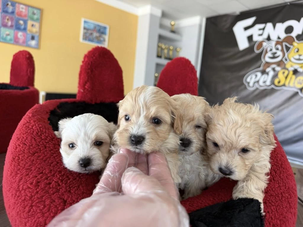 Maltipo Yavrular Maltese Toy Poodle Ankara Mağazamızda