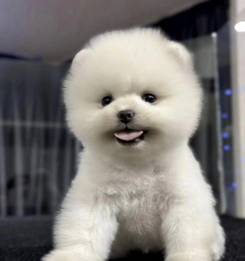 Pomeranian Boo Yavrusu