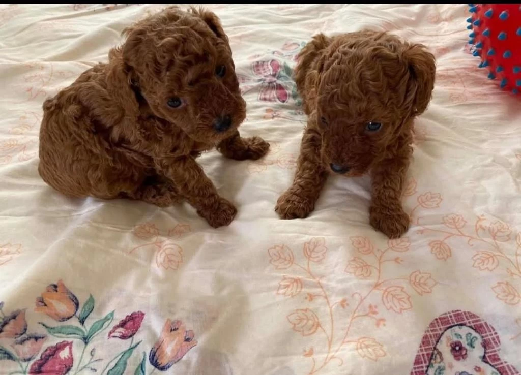 Toy Poodle Yavrularımız