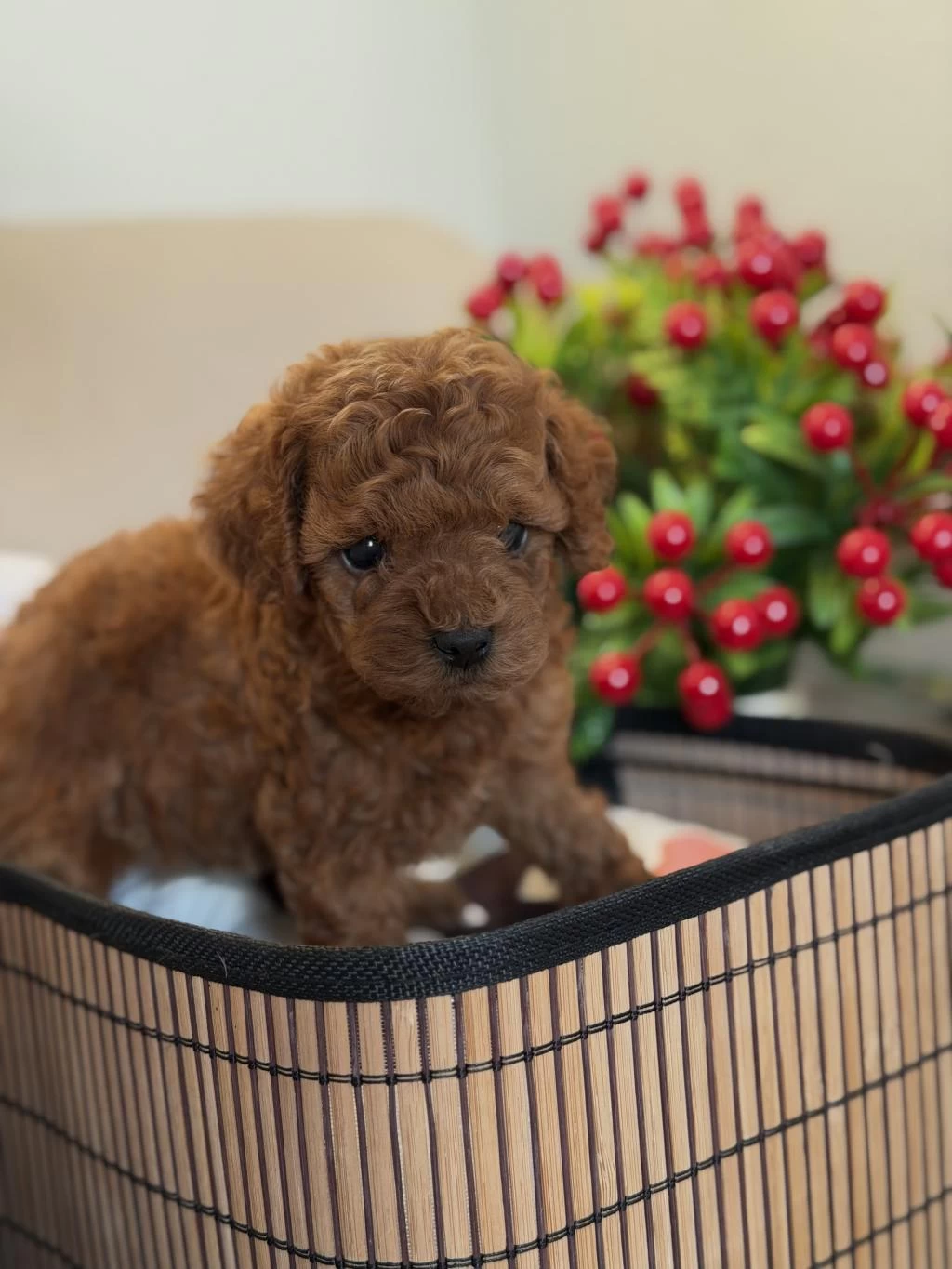 Kore Poodle Bebeğimiz