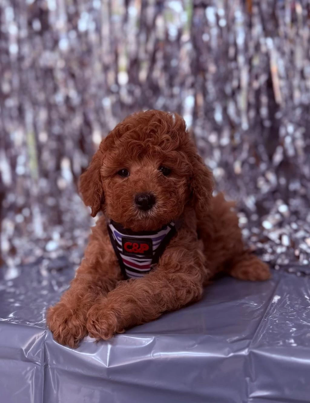 Safkan Toy Poodle Bebekler