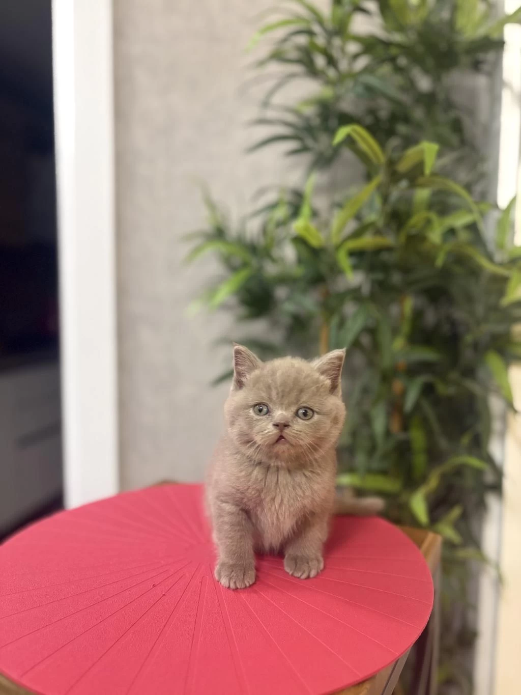 Özel Renk British Shorthair Yavrularim