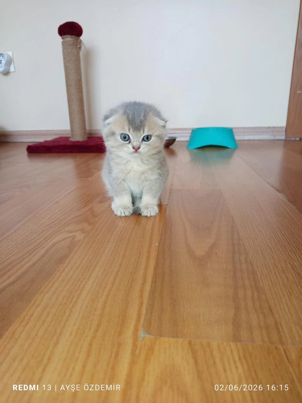 Blue Golden Scottish Fold Dişi