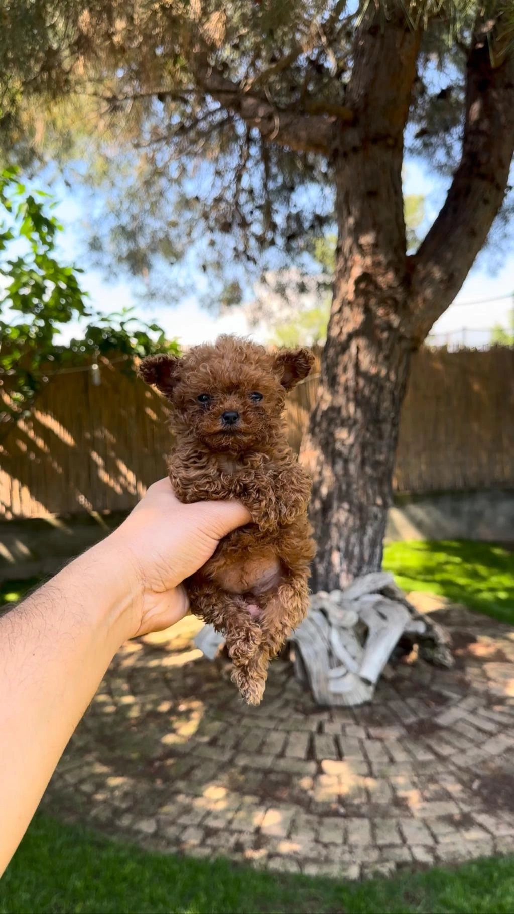 Tea Cup Poodle Yavrularımız