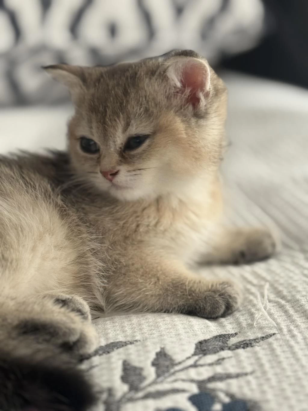 Ny11 Dişi İki Aylık Eğitimleri Tam British Shorthair