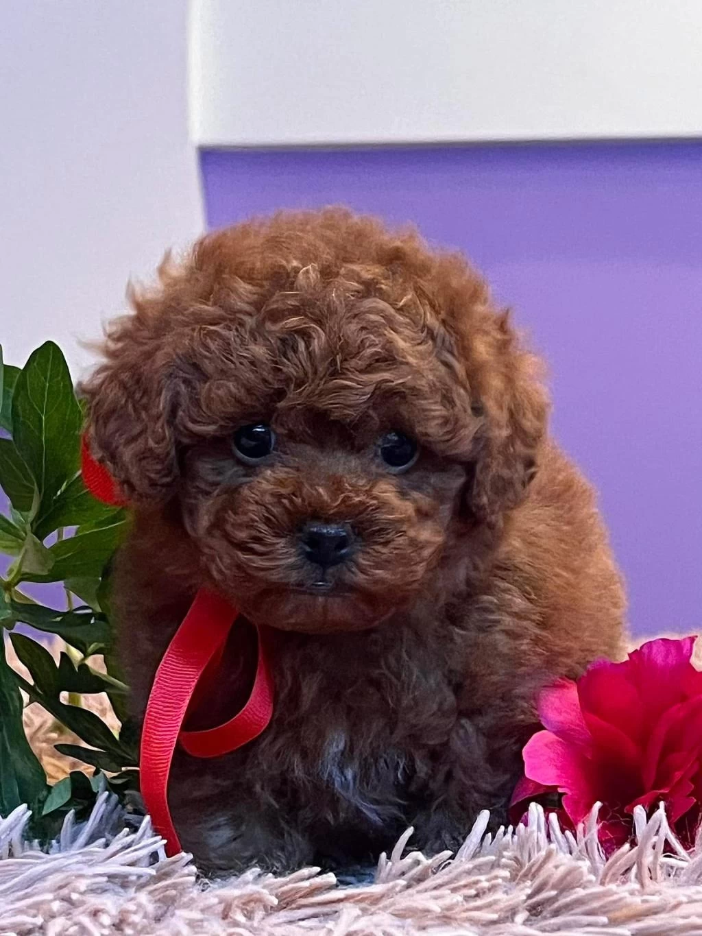 Teacup Kore Poodle Yavruları