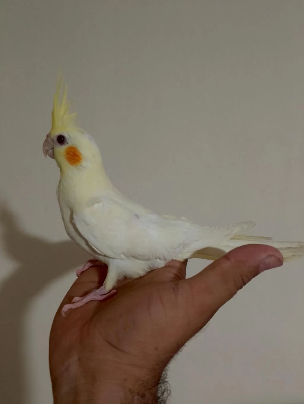 3 Aylık Sultan Papağanı Yavrular