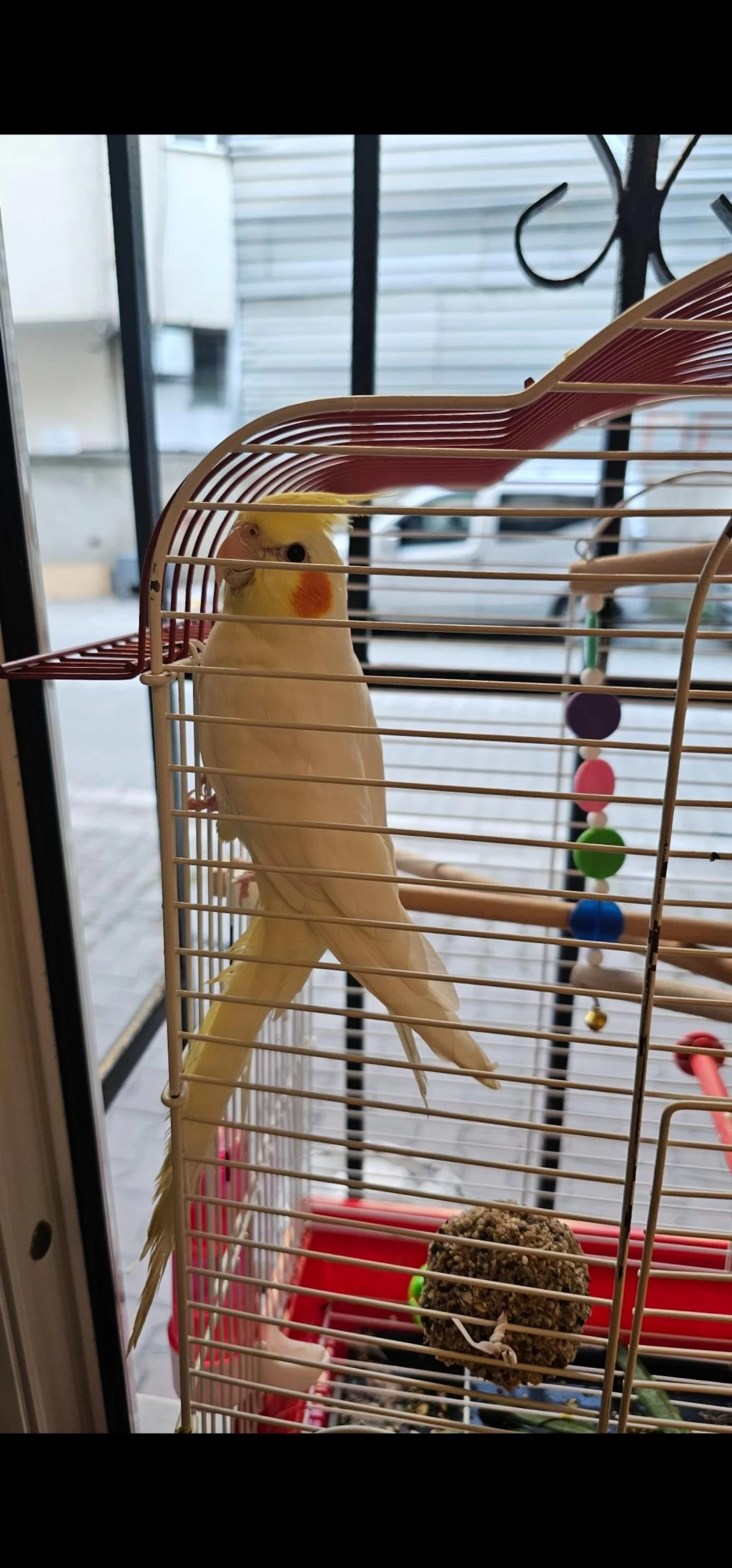 Lutino Sultan Papağanı