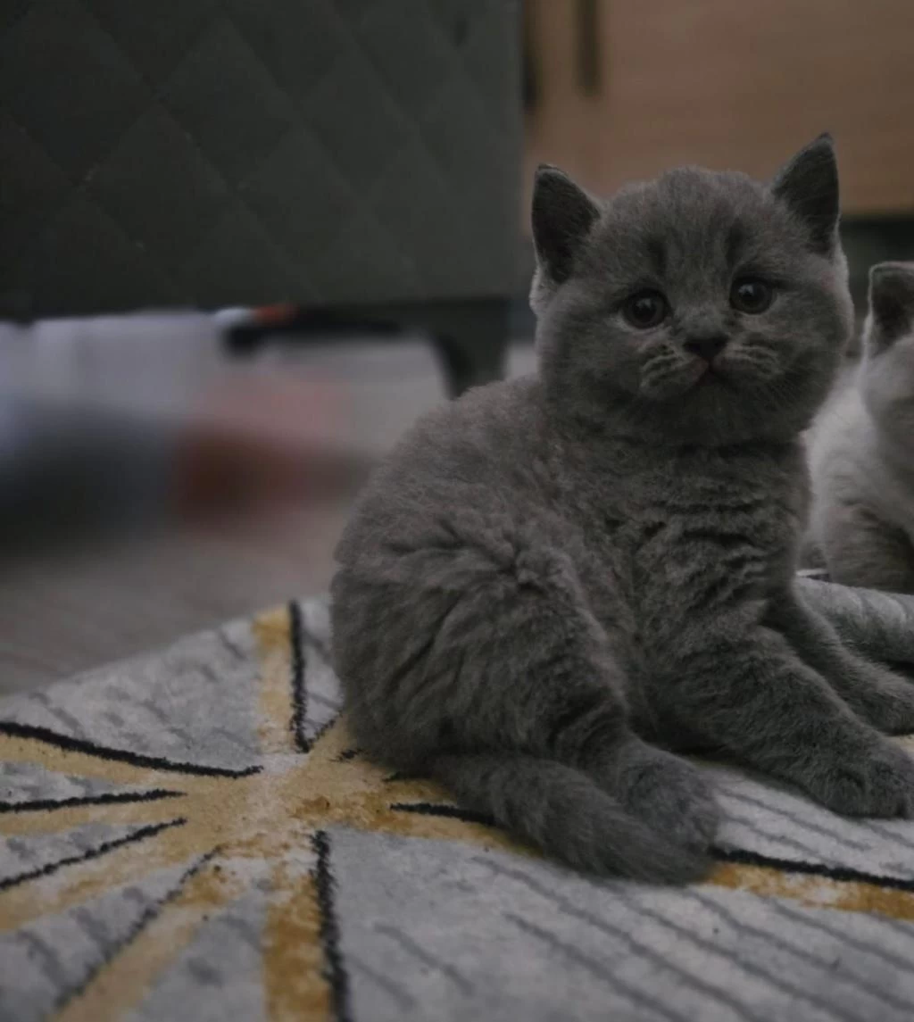 Dünya Tatlısı Ayı Kafa Yavru British Shorthair