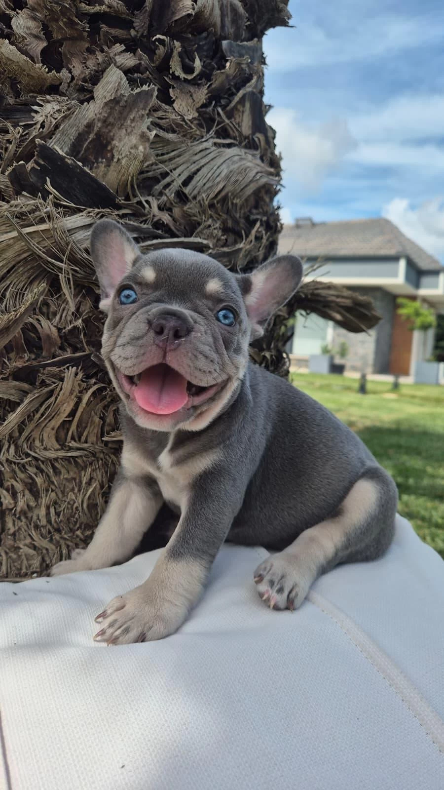Blue Eye French Bulldog Çiftlikten