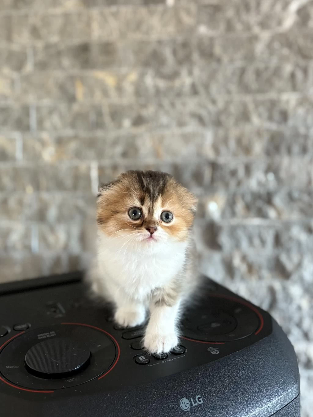 Scottish Fold Yavrularim