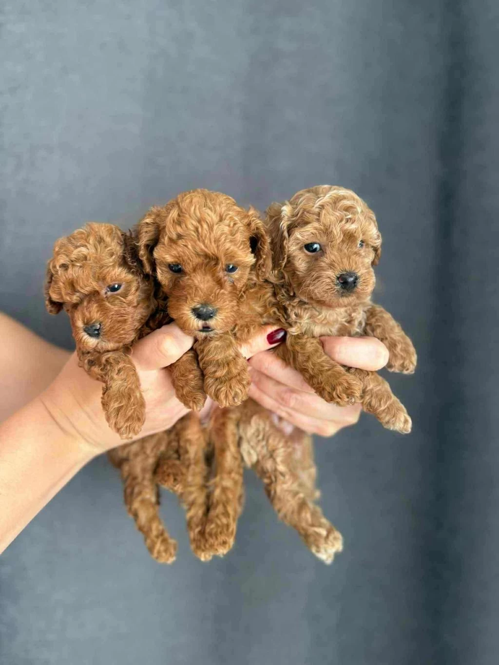 Biblo Güzelliğine Sahip Gerçek Red Toy Poodle