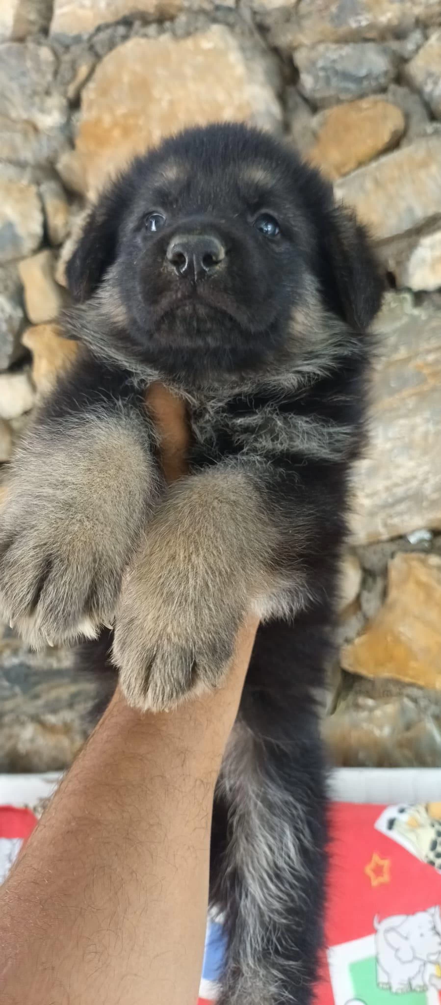 Sağlık Ve İrk Garantili Alman Kurdu Yavrularımız