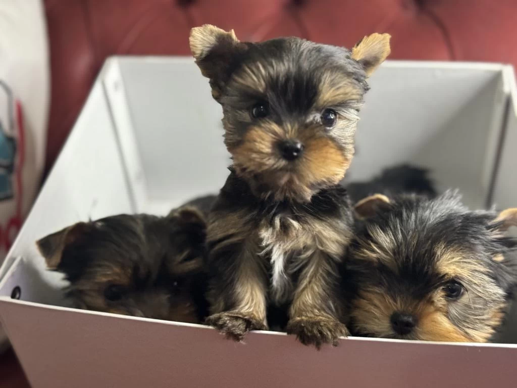 Anti Allerjik Çok Özel Tea Cup Yorkshire Terrier Ler