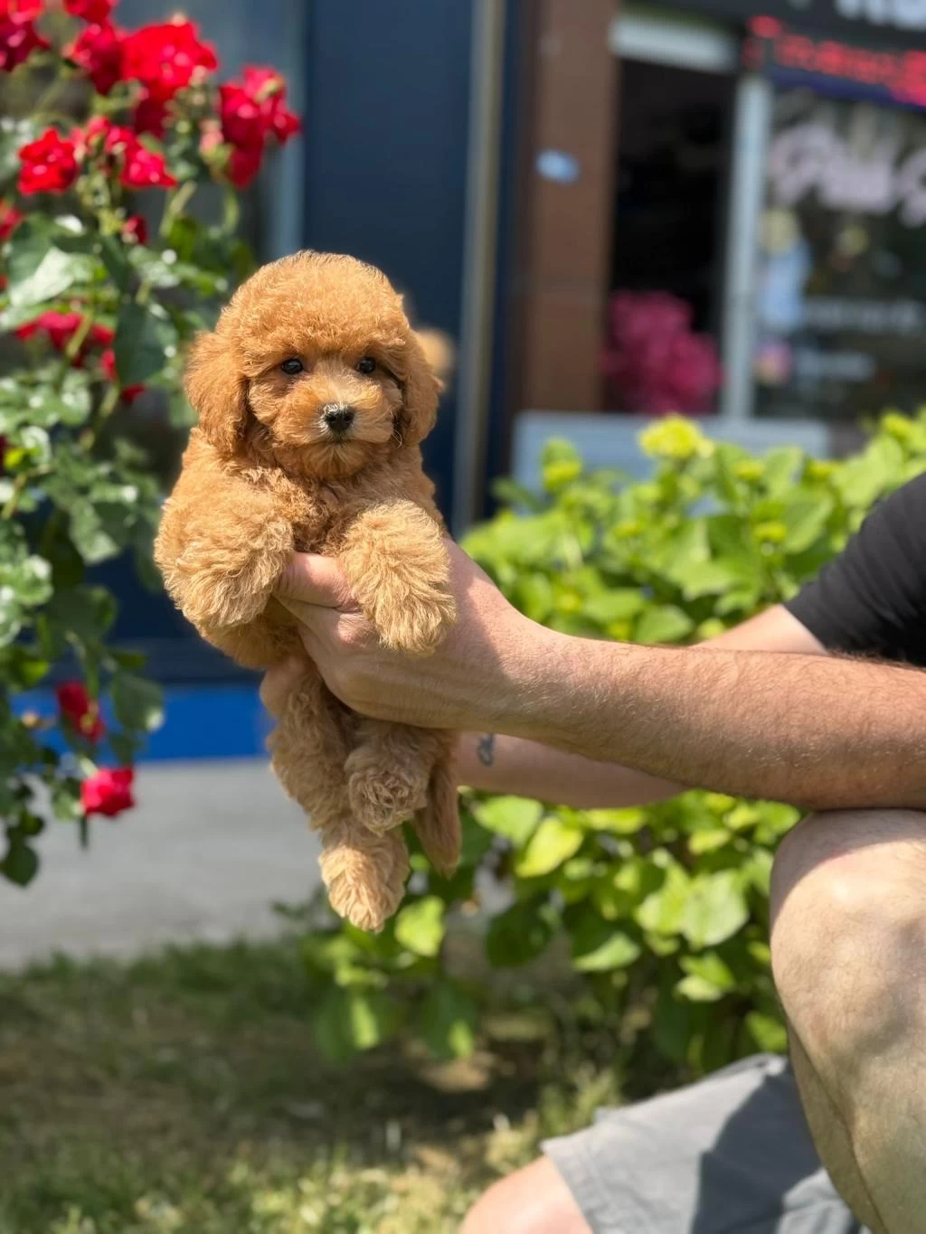 Sevimli Toy Poodle Yavrularımız