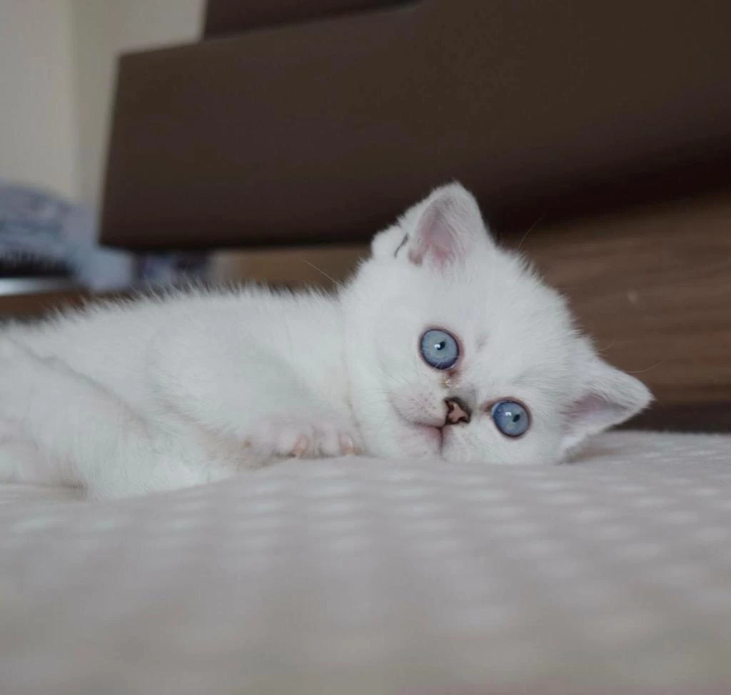 Mavi Gözlü Ve Yeşil Gözlü British Shorthair