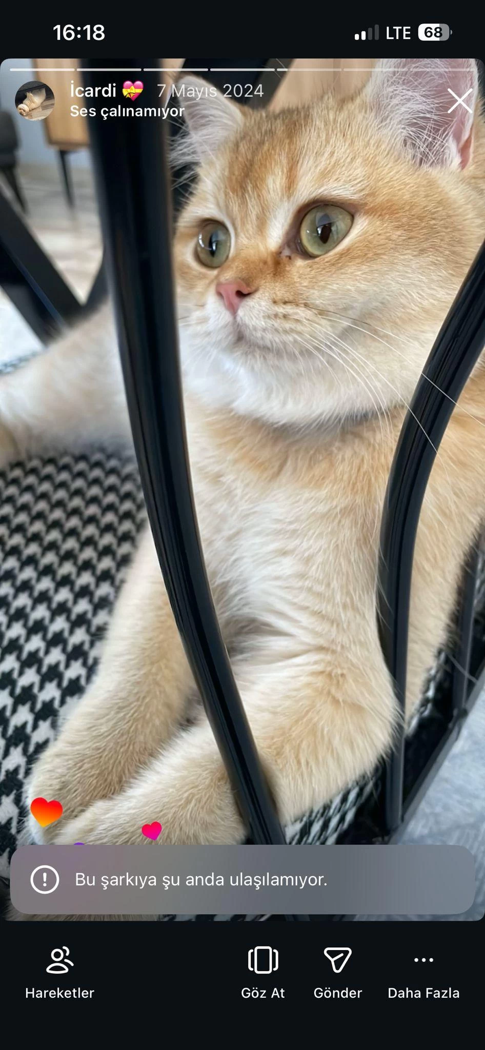 Golden By11 British Shorthair