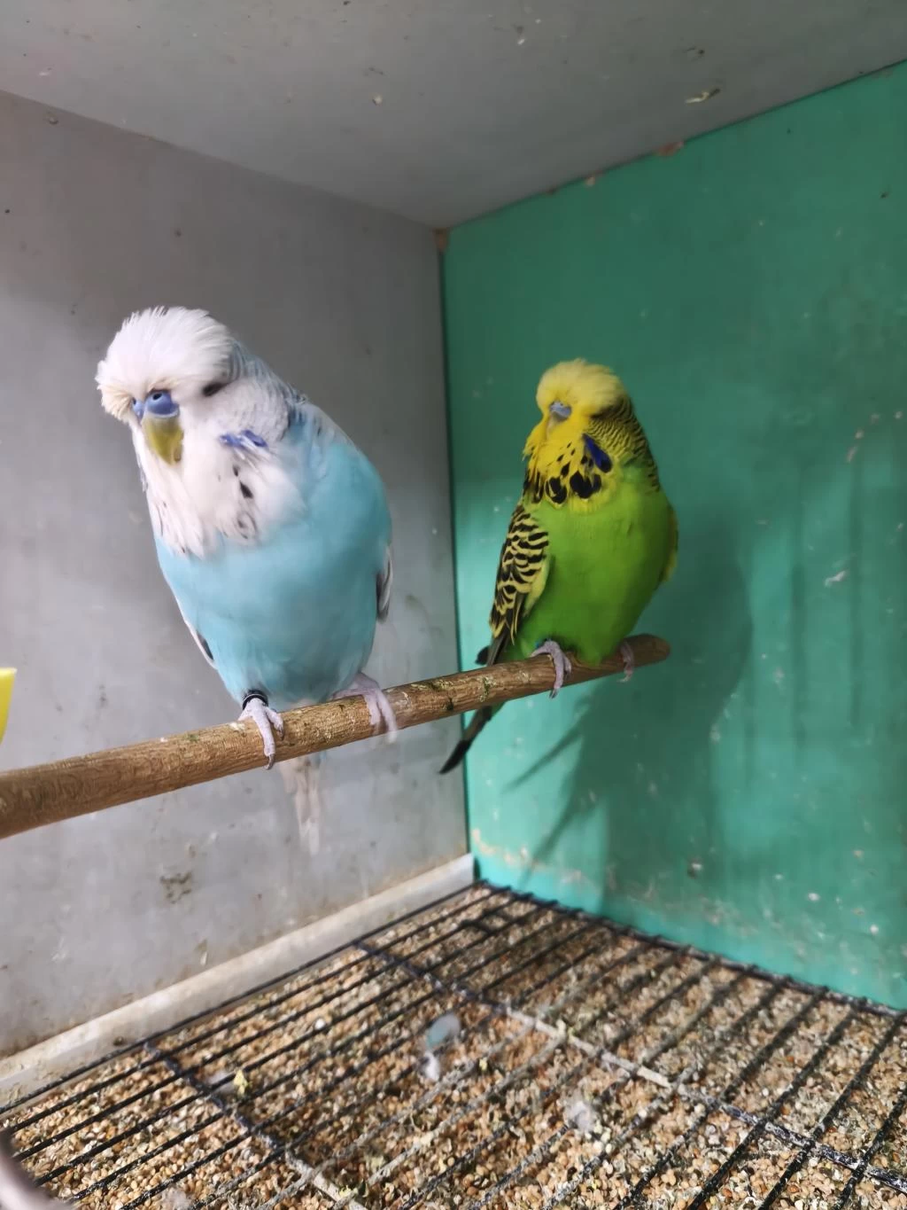 Jumbo Muhabbet Kuşumuz