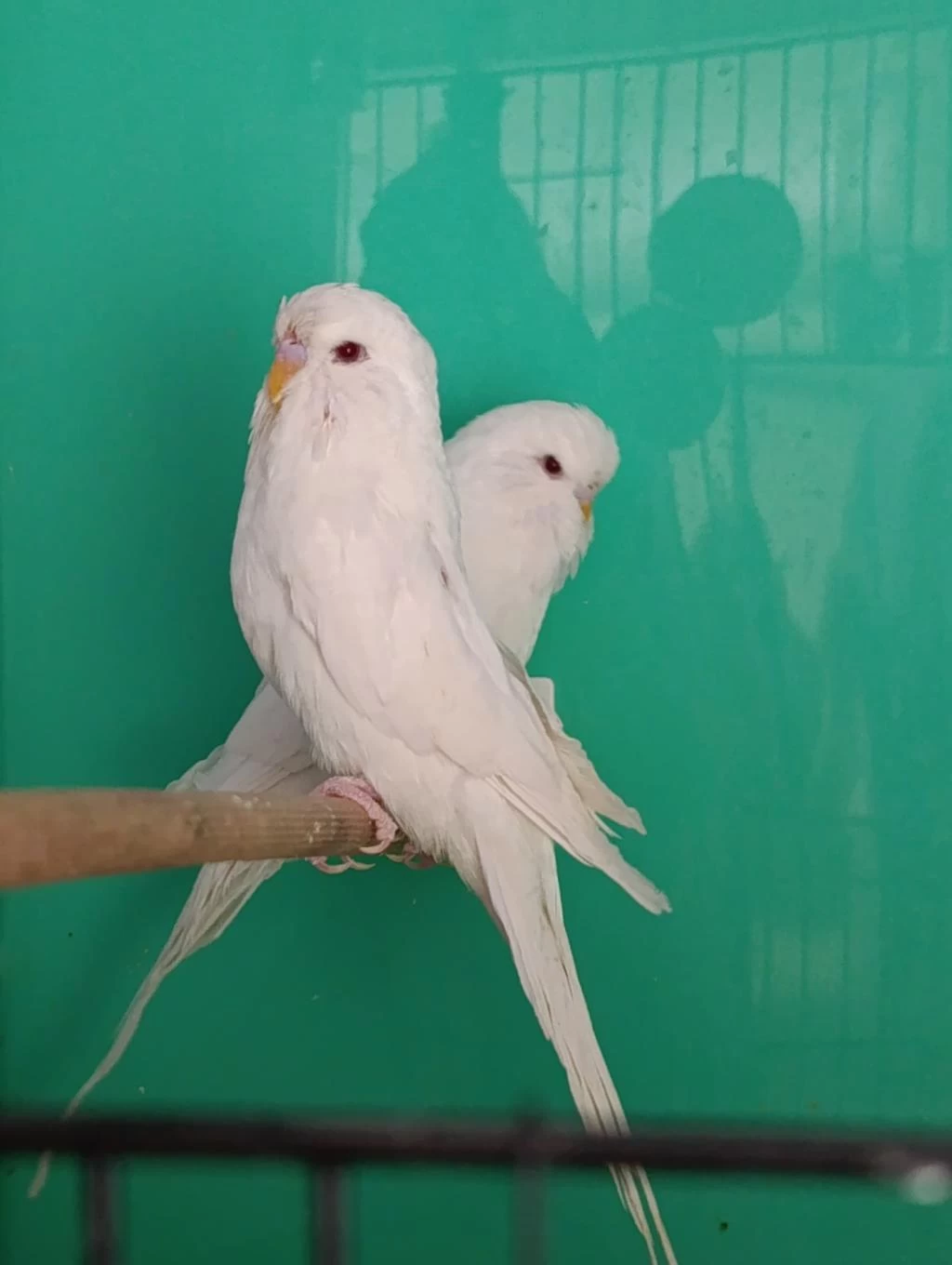 Jumbo Albino Muhabbet Kuşu