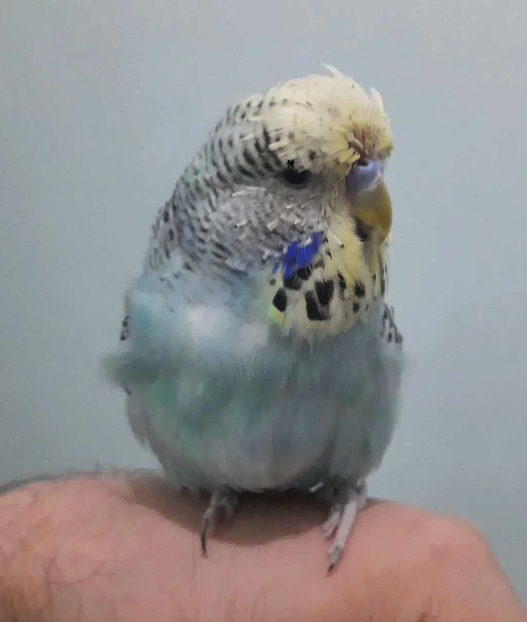 Show Jumbo Muhabbet Kuşu Yavru Erkek