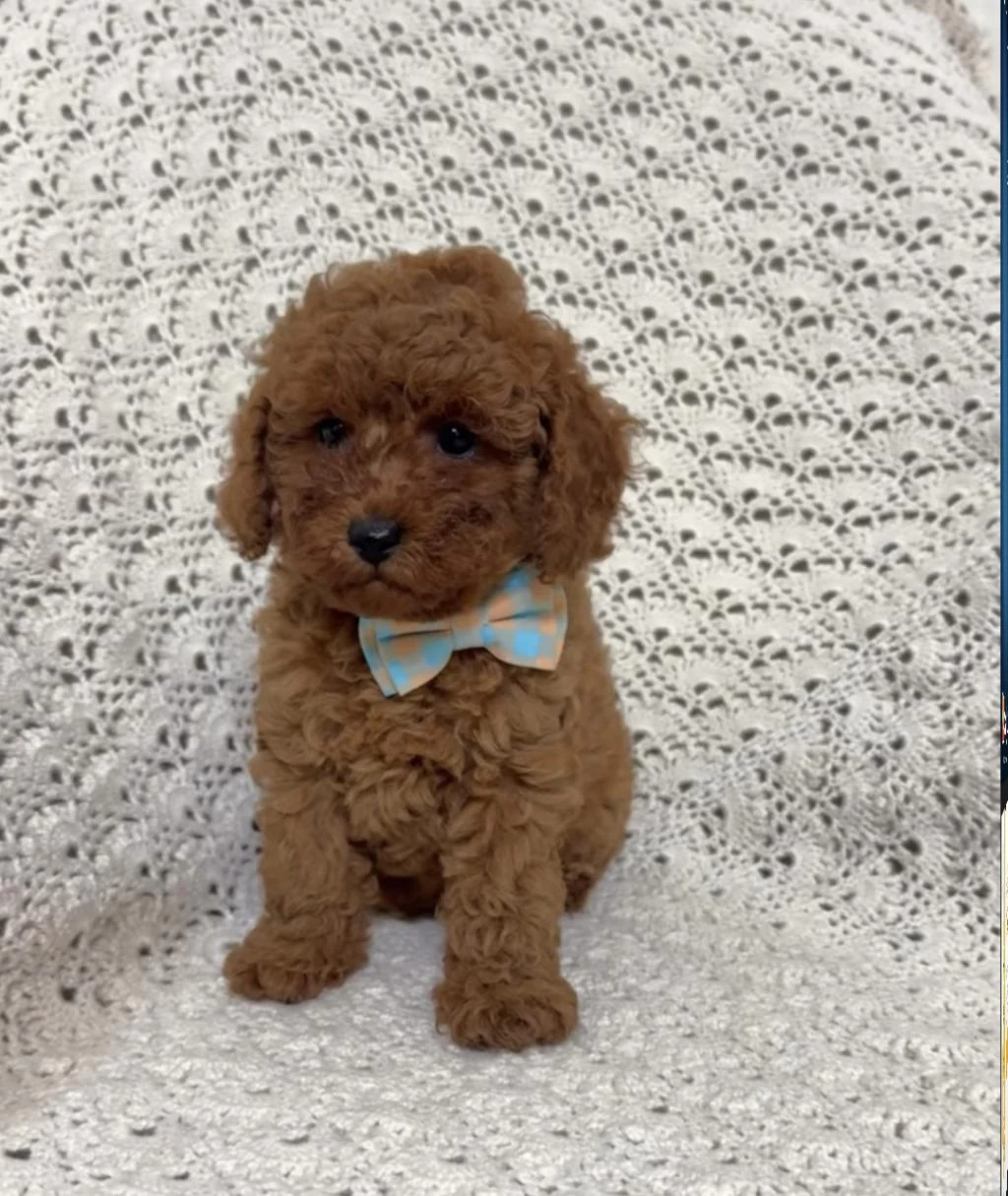 Toypoodle Yavrularımız