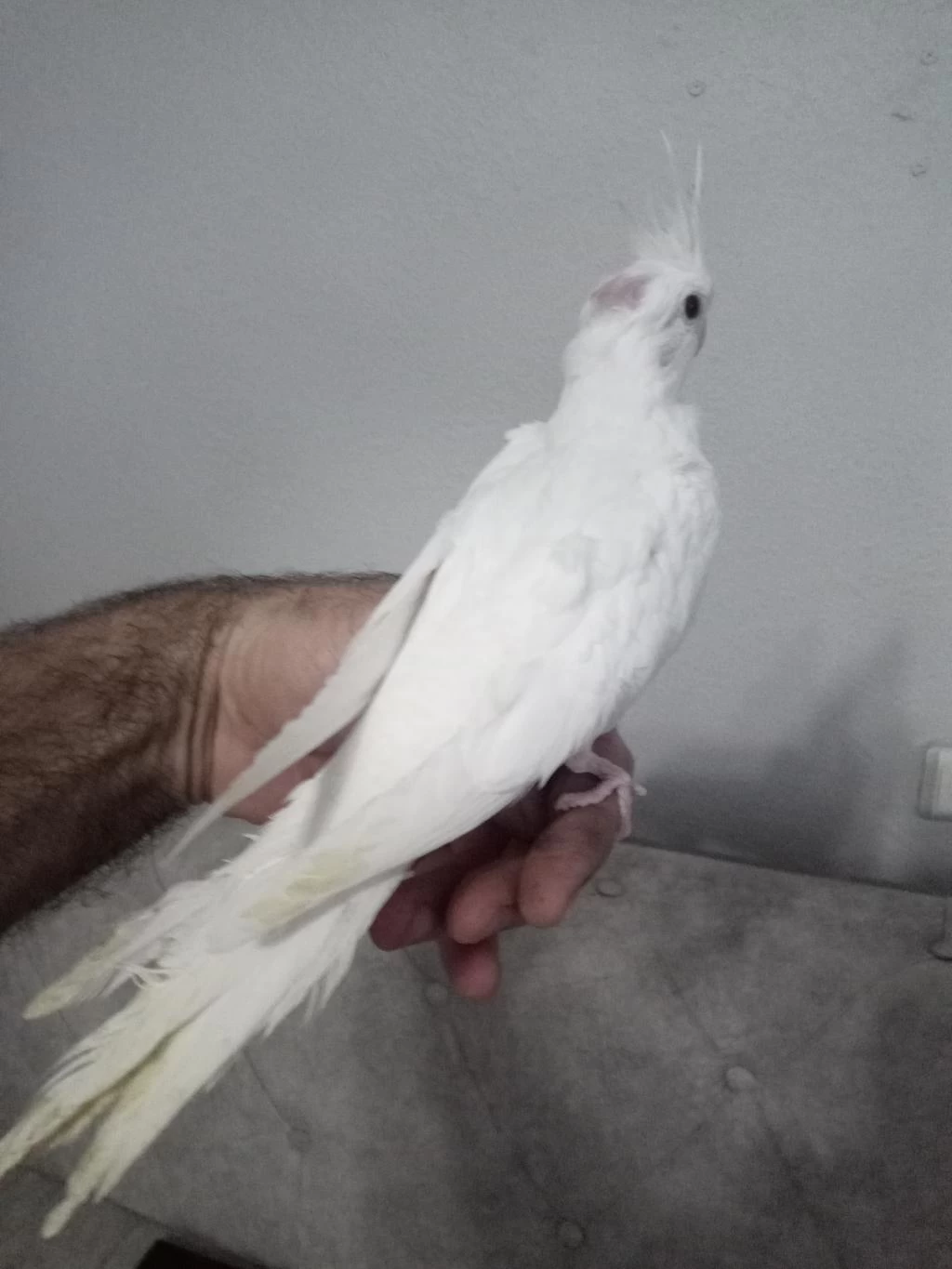 Evcil Albino Sultan Papağanı Yavrular