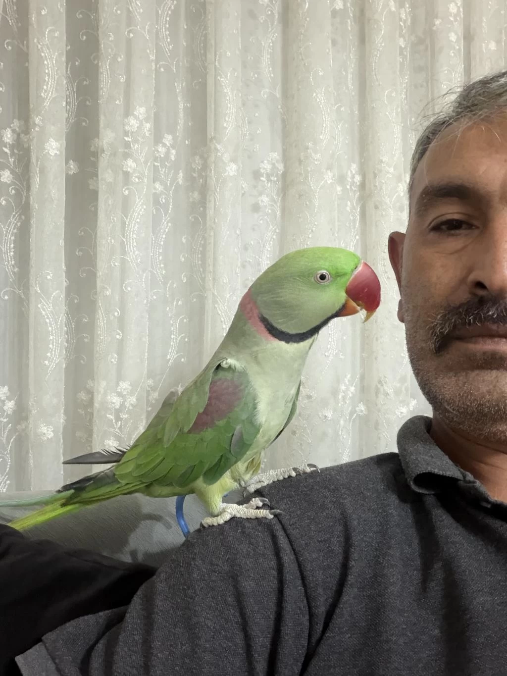Tam Bir Beyefendi Akıl Küpü Alexander Papağanı