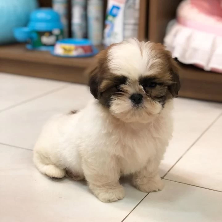 İrk Garantili Shih Tzu Yavrulari