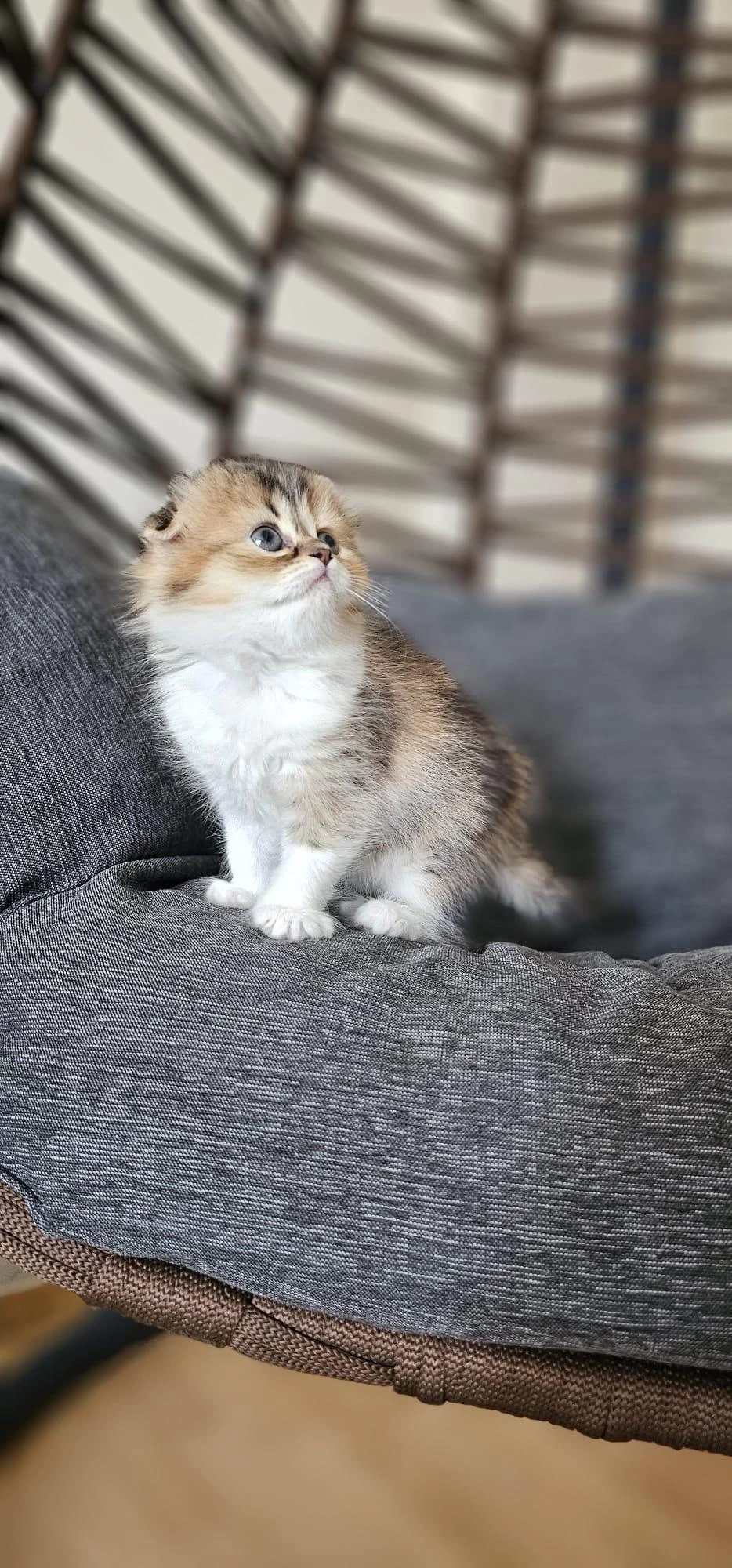 Scottish Fold Sevimli Yavrularim