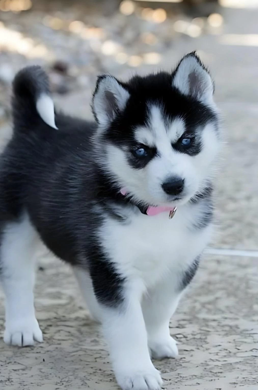 Sağlıklı Sibirya Kurdu Husky