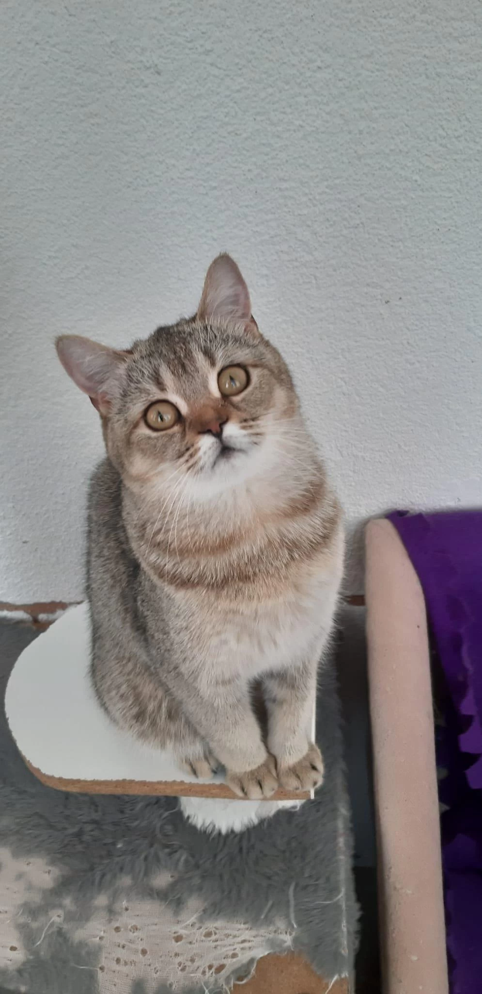 British Shorthair Evcilmen Yavrumuz