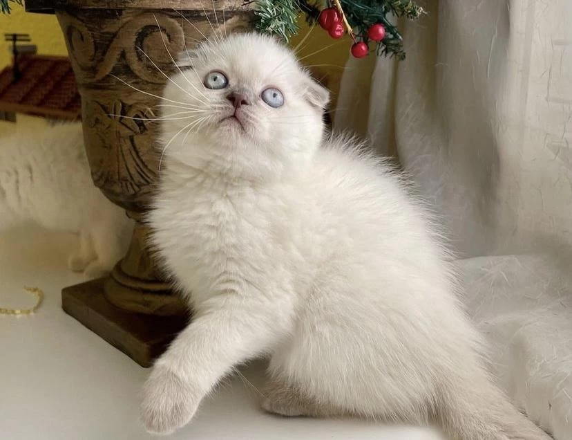 Teslime Hazir Scottish Fold Yavrularim