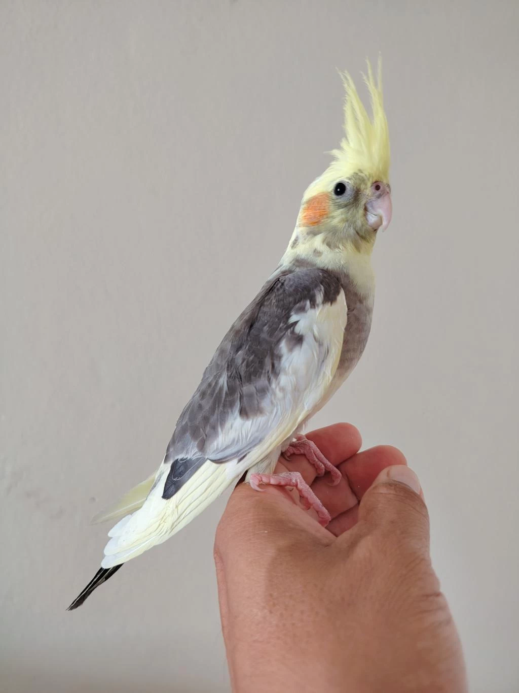 Bebek Sultan Papağanı