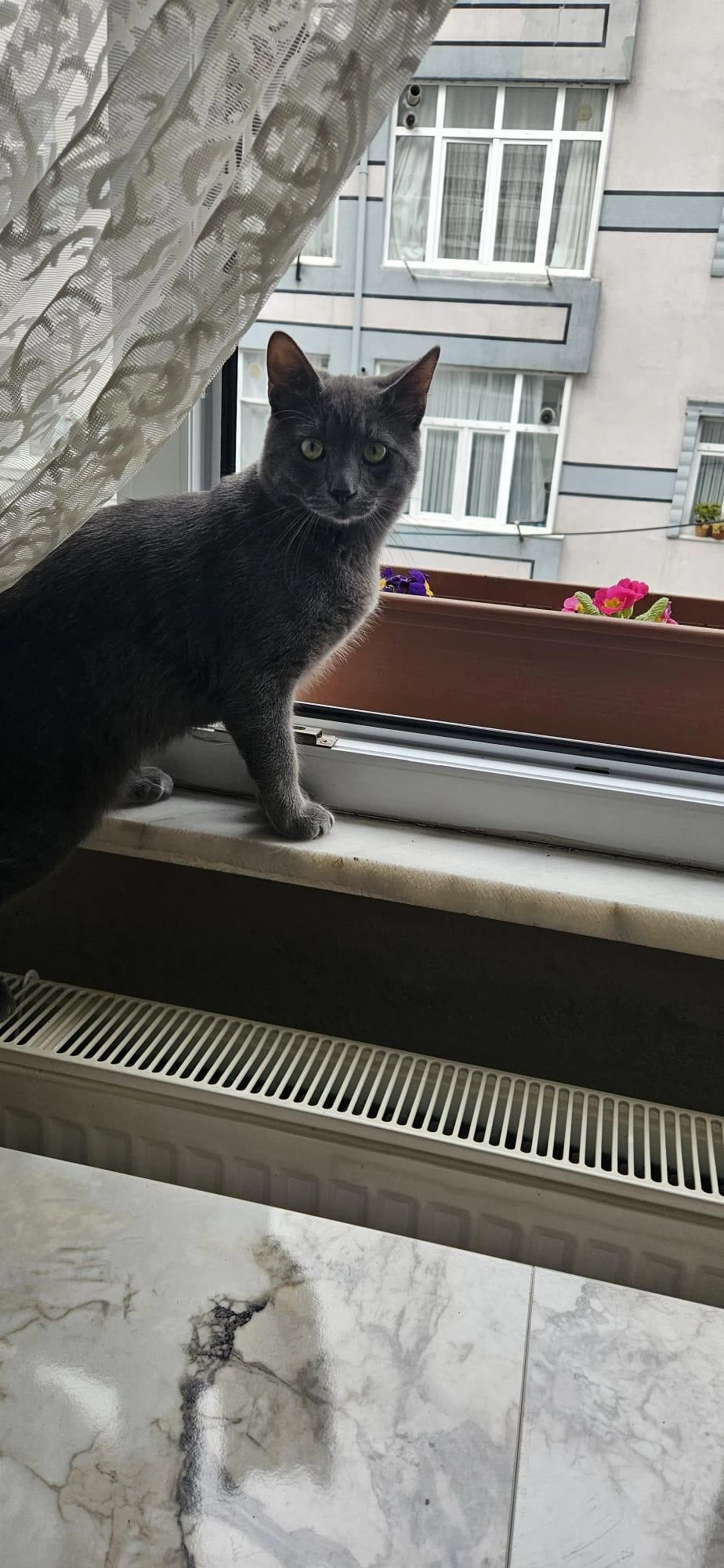 Russian Blue Kedimiz