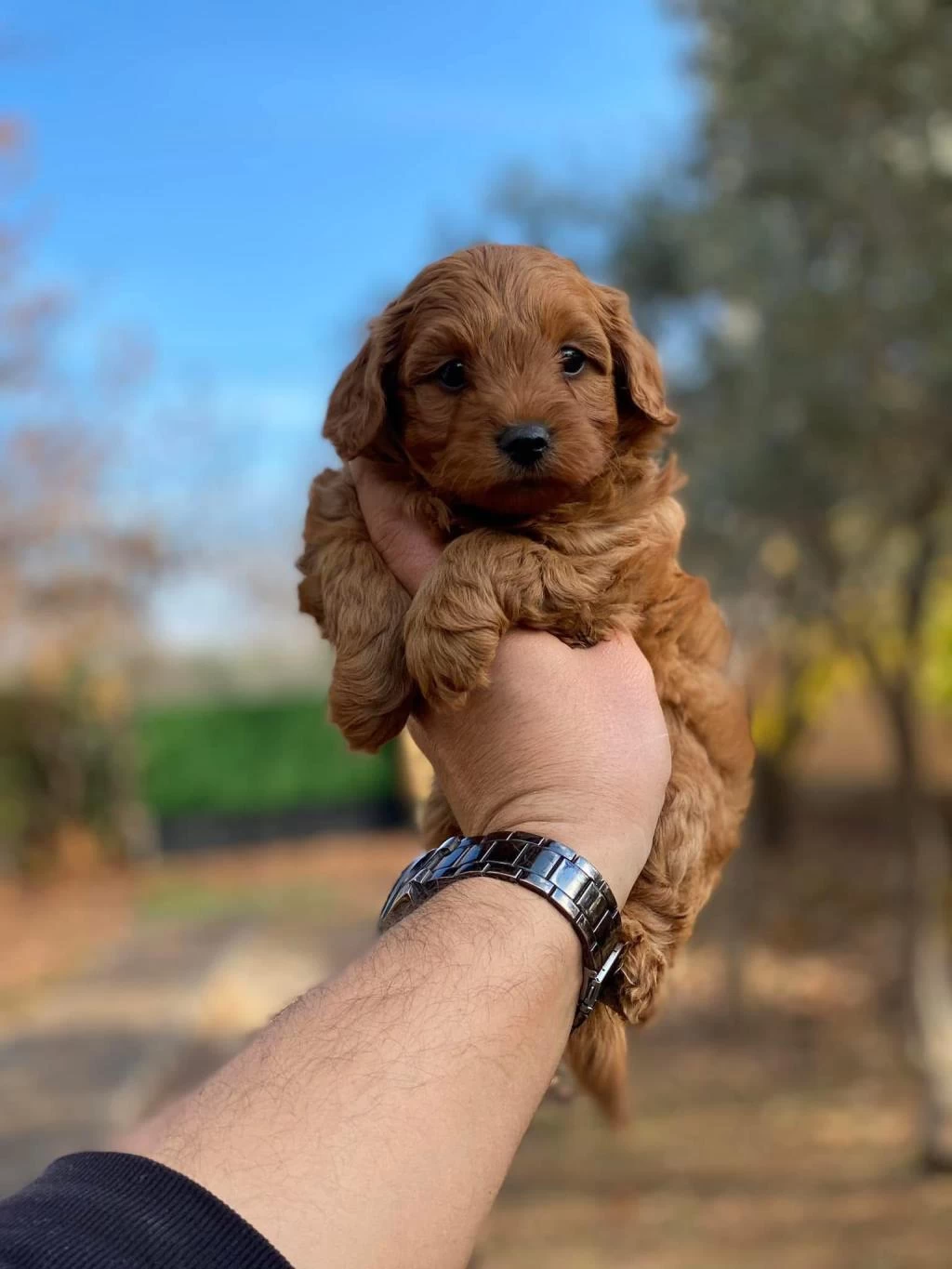 Sağlıklı Maltipoo Yavrumuz