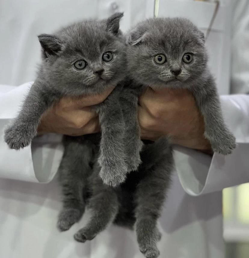 British Shorthair &amp; Scottish Fold Yavrularim