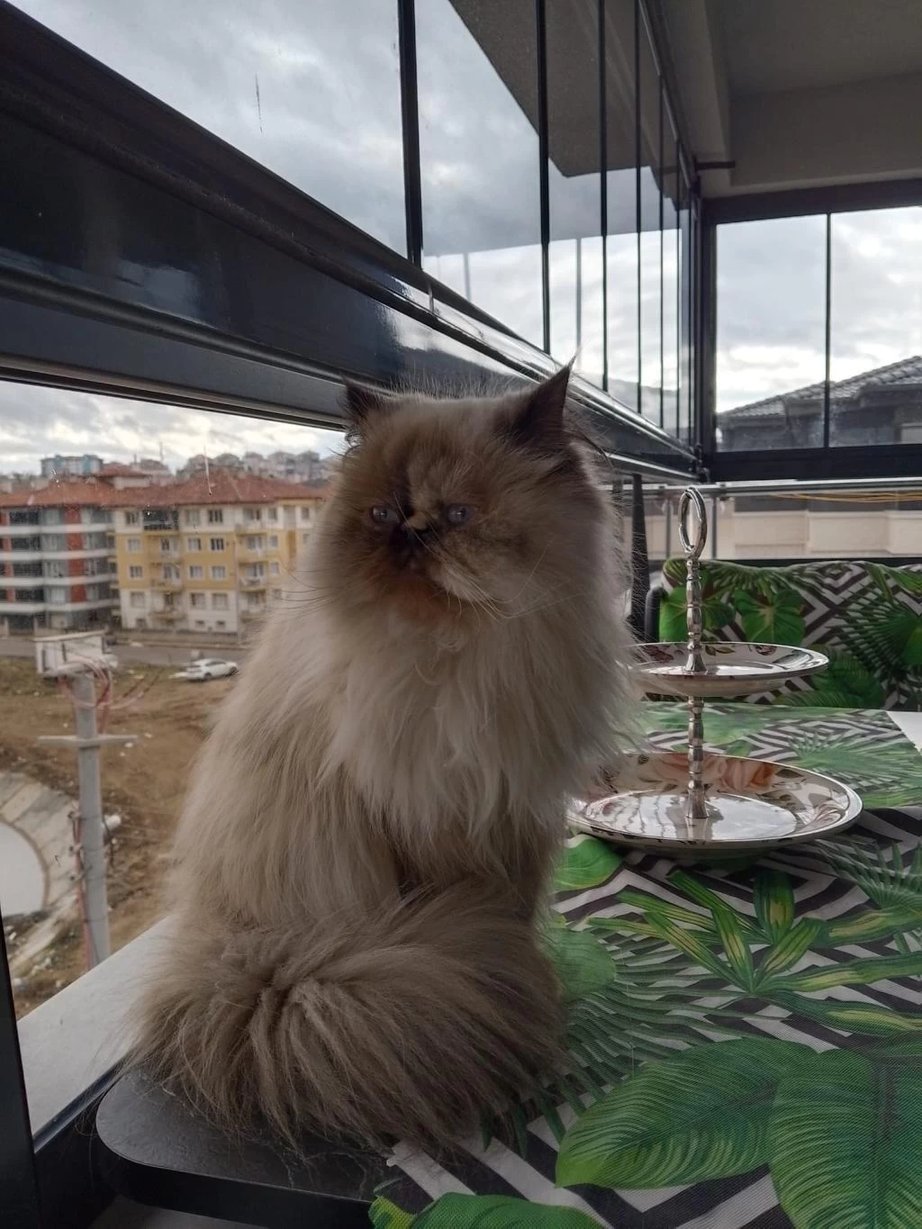 Prenses Mia Himalayan Kedimiz