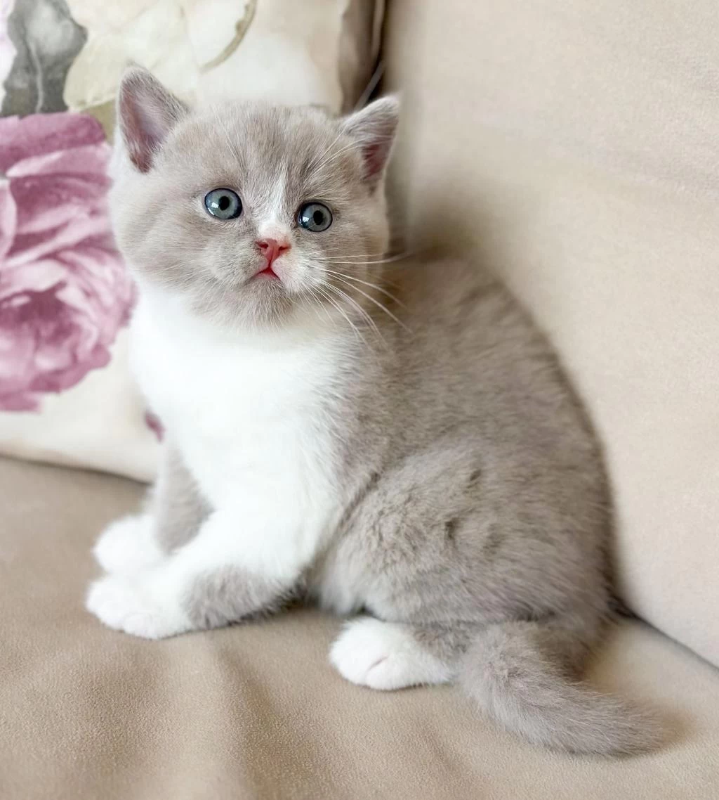 Nadir Bulunan Harika Lilac Bicolor Yavru British Shorthair