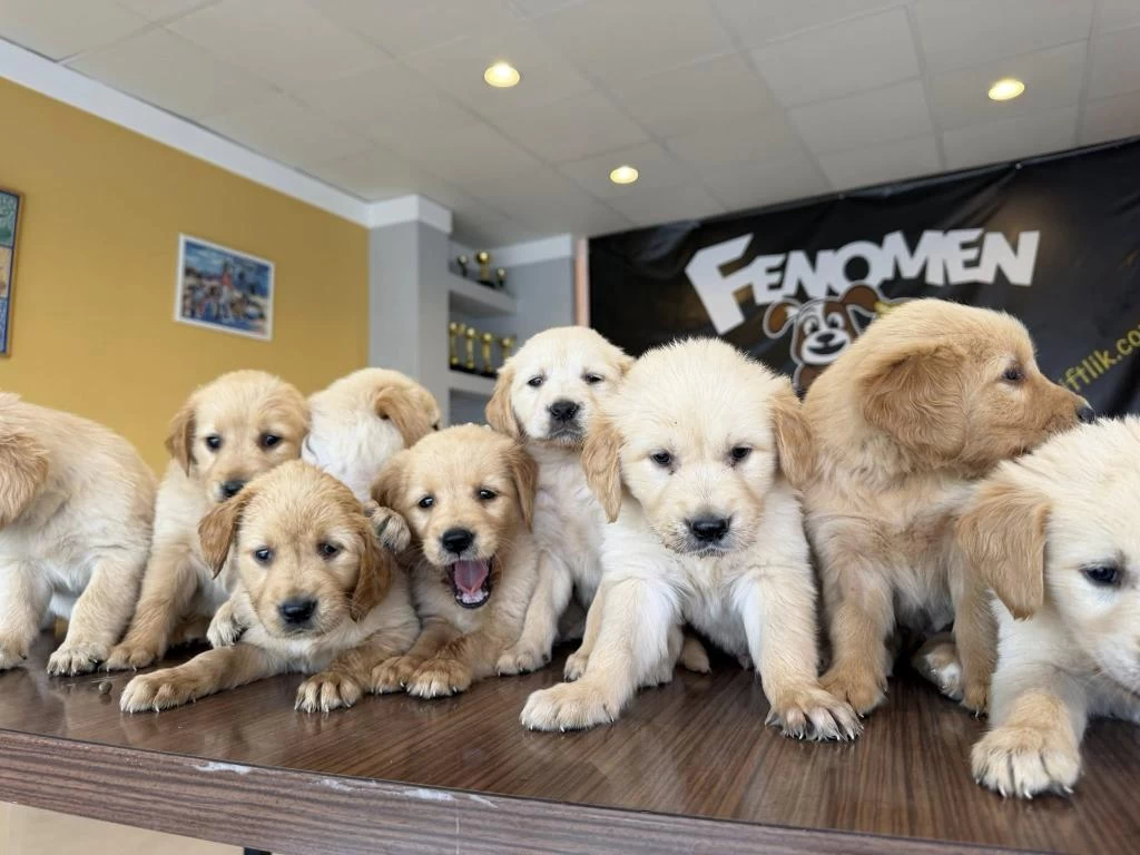Baby Face Golden Retriewer Yavrulari Safkan Belgeli Ankara