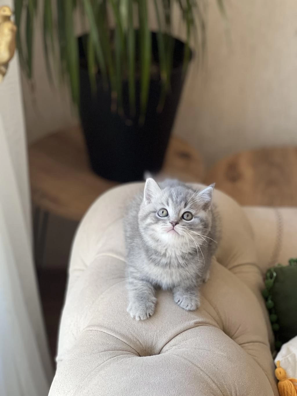 Ayi Surat British Shorthair Yavrum