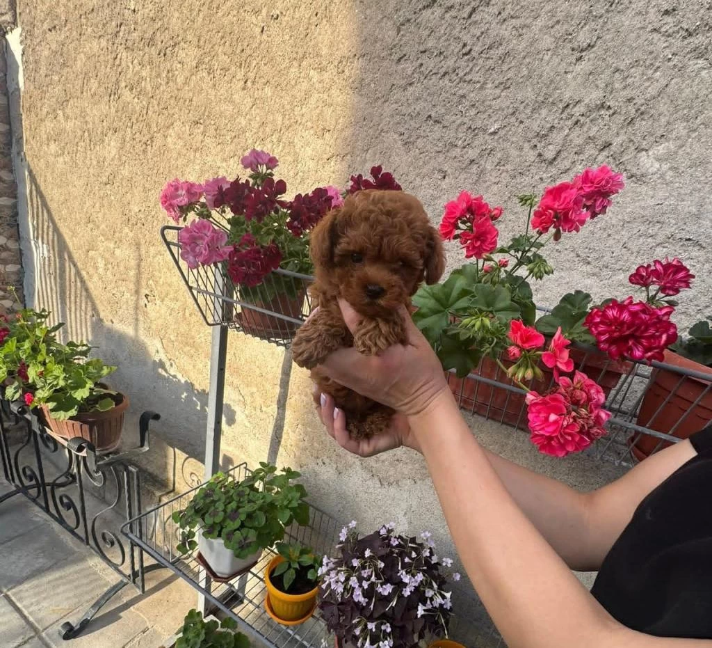 Aşili Pasaportlu Toy Poodle Yavrularımız