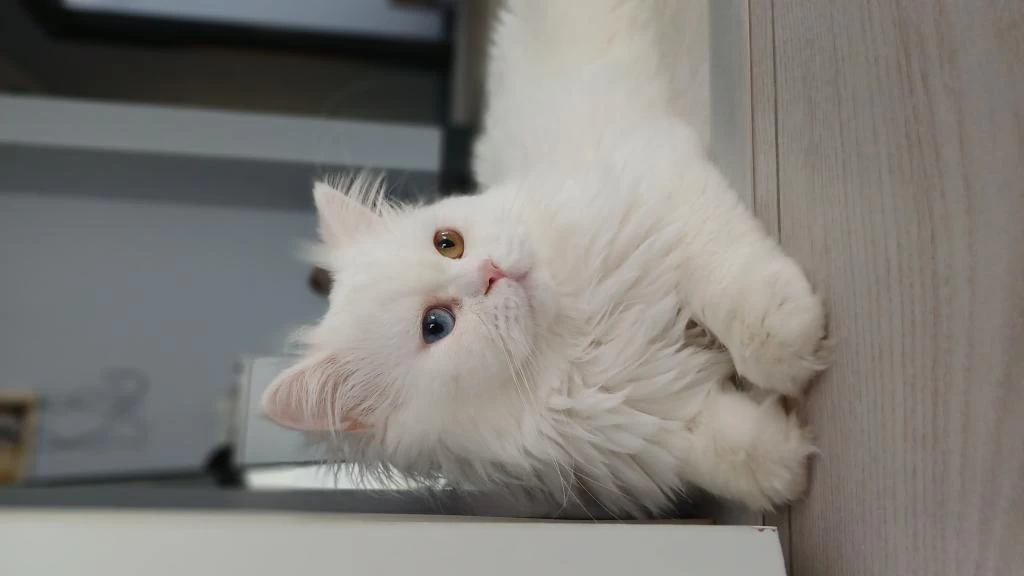 İki Tatlı Kardeş Kedimiz