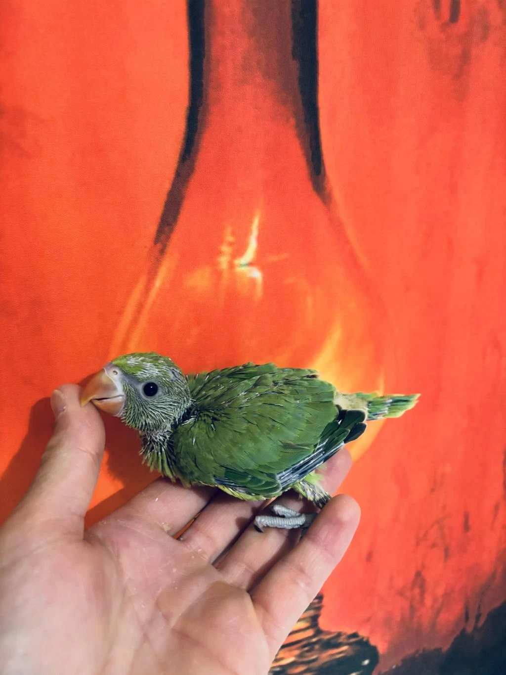 Bebek Pakistan Papağanı El Besleme