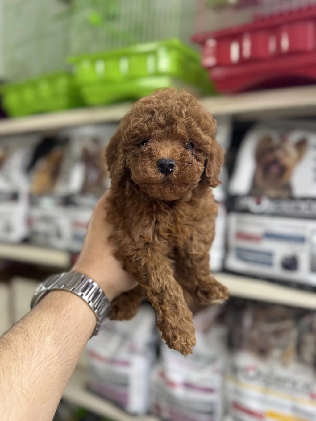 Toy Poodle Kg Garantili Yavrularımız