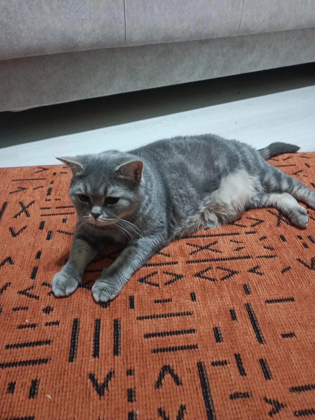 British Shorthair 5 Yaşında