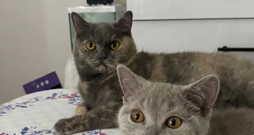 Dişi British Kedimiz Mila