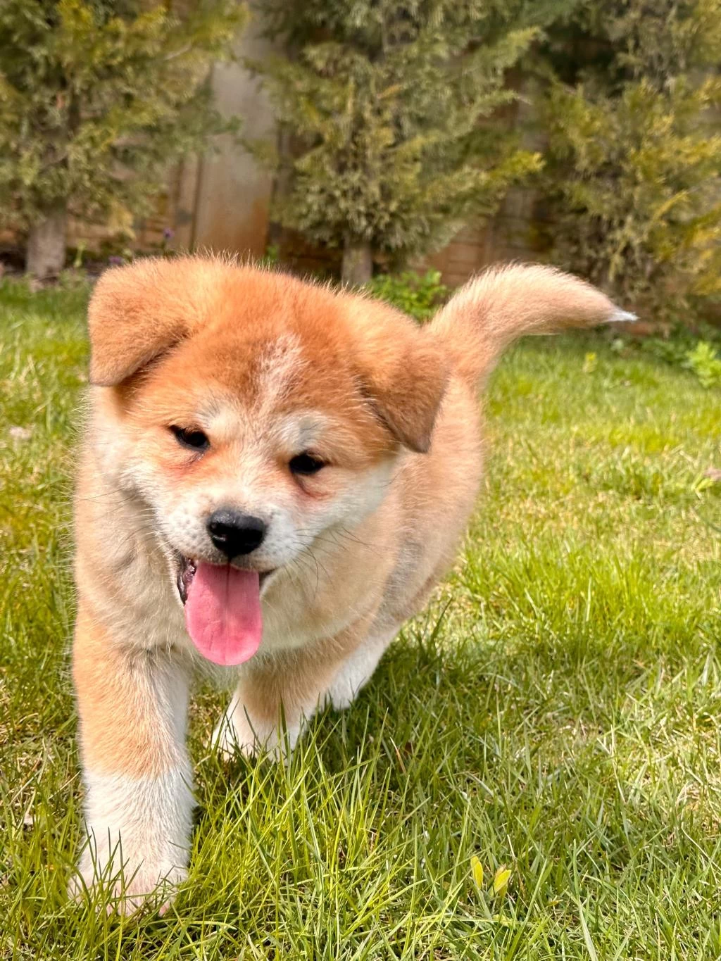 Japon Akita Yavruları Sağlık Ve İrk Garantili